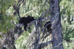 Black bear cubs