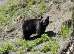 Black bear mom