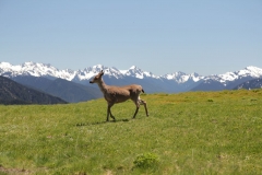 Olympic range