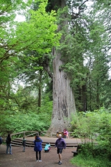 Redwood NP - Big Tree